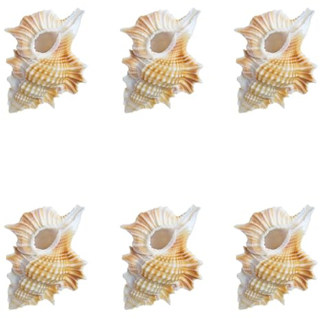 coquille de conque, Lot de 6 décorations mariage, fête sur le thème la plage, for maison, bricolage, les aquariums et collectionneurs coquillages