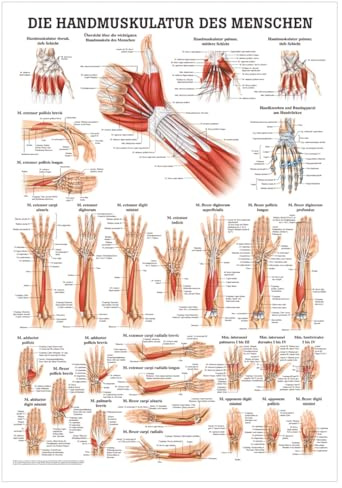 Sport-Tec Handmuskulatur Mini-Poster Anatomie 34x24 cm medizinische Lehrmittel