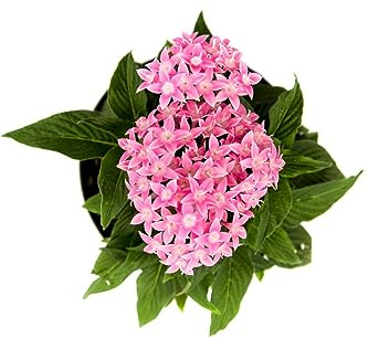 Pentas o Flor de los Enamorados Natural Llena tu Jardín de Colores y Fragancia Natural