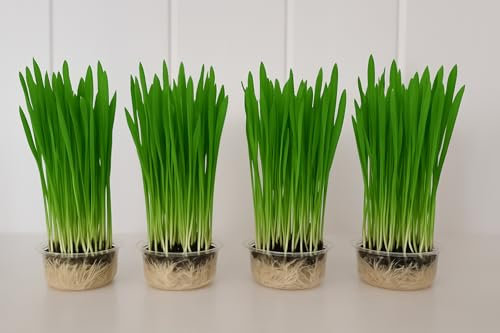 Indoor Cat Grass Growing Kit, Set of 4 Planters with Seeds, Home Garden Pet Supplies
