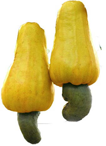 Cashewbaum (Anacardium occidentale) 3 Samen