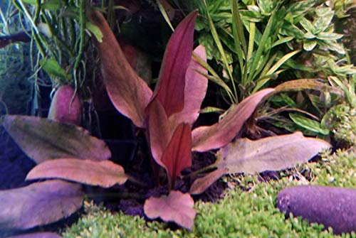 Cryptocoryne beckettii Petchii Pink (Rare) - 1 Bund