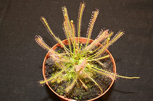 Fleischfressende Pflanze, Sonnentau, Drosera filiformis, 10-15cm, Rot, Weiß, Grün