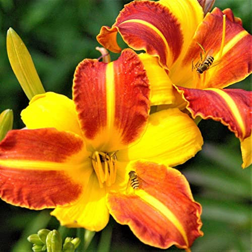 Hemerocallis,daylily,bulbi di daylily,bulbosa resistente, bella e colorata, adatta come regalo per gli altri, può essere invasata o piantata in giardino