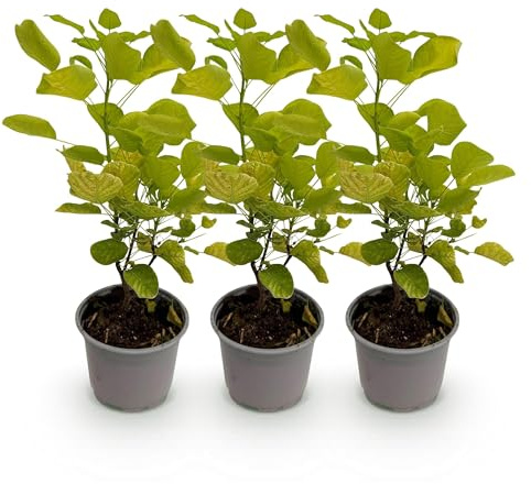 Cotinus Coggygria Golden Spirit – 3 plantas – 12 cm – Altura aprox. 35 cm – Arbusto caducifolio con follaje amarillo dorado y flores de verano aireadas – Fácil de limpiar para bancales y patios