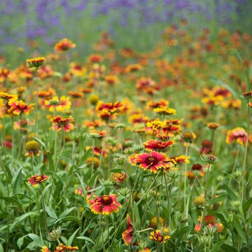semillas de manta perenne de jardín de rocas resistentes de la Gaillardia silvestres de balcón en resistentes al aire libre 400pcs