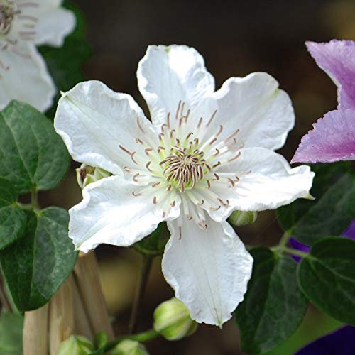 Clematis 'Destiny' Potted Plants Old Man's Beard Hardy Shrub Flowering Garden Plants Easy to Grow Your Own 1 x 2 Litre Pot by Thompson and Morgan