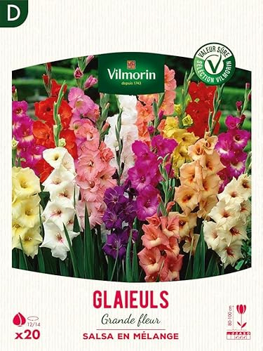 Glaïeuls Grande Fleur Salsa en Mélange (x20)
