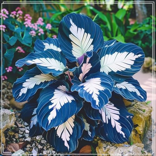 Brillante Hosta bulbi,piante erbacee Resistenti perenni,bulbi da fiore a fioritura primaverile,adatti per la semina immediata,Hosta pianta vera(non artificiali)-4 Bulbi-C