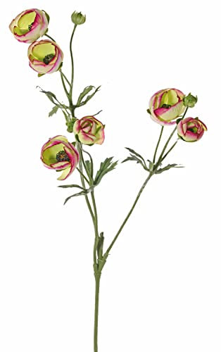 artplants.de Textil Ranunkel Yaris, grün-pink, 65cm, Ø3-4,5cm - Kunstblumen Ranunkel
