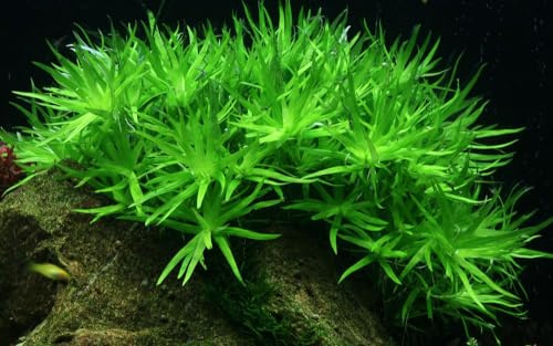 AquaOne Aquarium Pflanze In Vitro Heteranthera zosterifolia Wasserpflanze 1-2-Grow. Aquariumpflanze Becher Labor-Aquarienpflanzen Dekoration Aquascaping