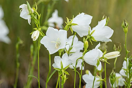 Campanula persicifolia 'Grandiflora Alba' 9x9 cm Topf – Winterhart, Mehrjährig, Pflegeleicht – Pfirsichblättrige Glockenblume – Staude für Beet & Rabatte