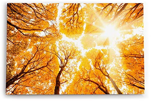 Paul Sinus Wandbild 120x80cm Bäume Baumkronen Eiche Sonnenstrahl Sonnenschein Wald