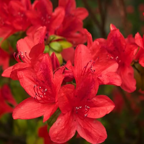 semillas de rododendro, interior de azalea de jardín, interior, raras variedades antiguas, 65pcs
