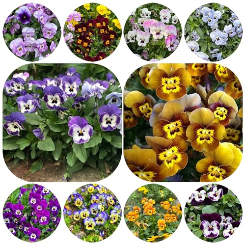 semi di viola del pensiero resistenti - giardino rocciose perenni balcone rialzate tappezzanti 800pcs