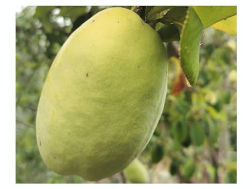 PSEUDOCYDONIA SINENSIS, Chinese Quince, Edible Fruit Tree, Summer Flowering, semi-Evergreen Plant in a 7cm or 8cm Pot