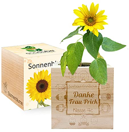 Gravierter EcoCube für Lehrer(in) (Sonnenblume)
