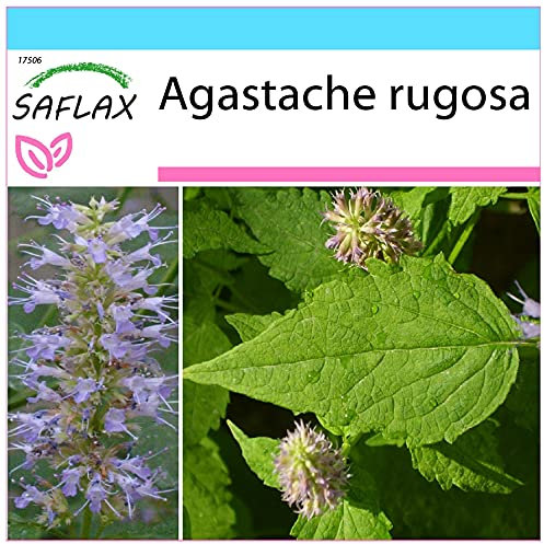 SAFLAX - Confezione regalo - Menta coreana - 1200 semi - Agastache rugosa