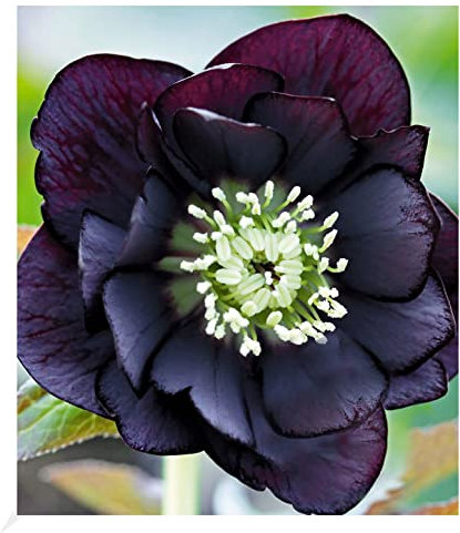BALDUR Garten Gefüllte Christrose Black Swan 1 Pflanze, Helleborus niger, winterharte Staude, mehrjährig, bienenfreundlich, für Standort im Schatten geeignet, blühend