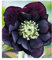 BALDUR Garten Gefüllte Christrose Black Swan 1 Pflanze, Helleborus niger, winterharte Staude, mehrjährig, bienenfreundlich, für Standort im Schatten geeignet, blühend