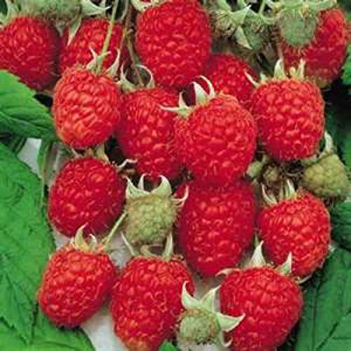 Jumbo semi rossi lampone! DOLCE