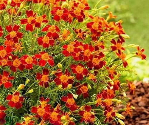 1 Pack of 450 SEEEDS Signet Marigold - RED GEM - Tagetes tenuifolia