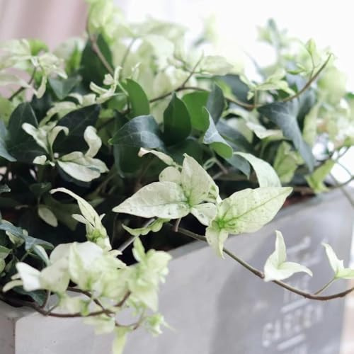 Semi di edera a crescita rapida pensile, da muro Semi di edera verde, decorative sospese regali sostenibili rampicanti, pendenti le rampicanti 50pcs
