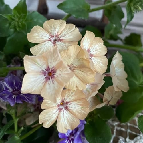 Phlox de alfombra - flox subulata de jardín rocas jardín interior decoración semillas silvestres Decoraciones exteriores semillas 300pcs