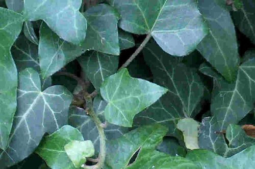 120 Efeu Stecklinge Bodendecker, Garten