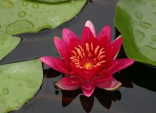 Eine rotblühende Seerose für den Teich, Teichpflanzen, Wasserpflanze