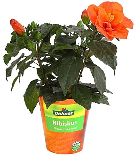 Árbol Conocido como Rosa China - Hibiscus NATURAL