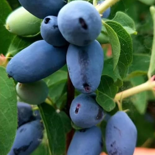 Mirtillo siberiano - honeyberry siepi, arbusti, decorazioni per il soggiorno da giardino roccioso con da arbusti a crescita spalliera 35semi