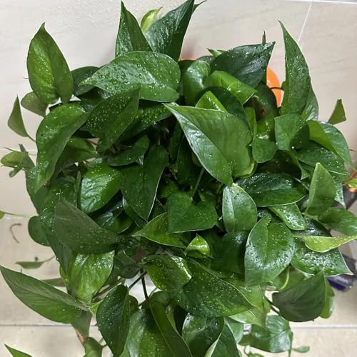 semi di pothos d'appartamento esotiche balcone con giardino 160pcs