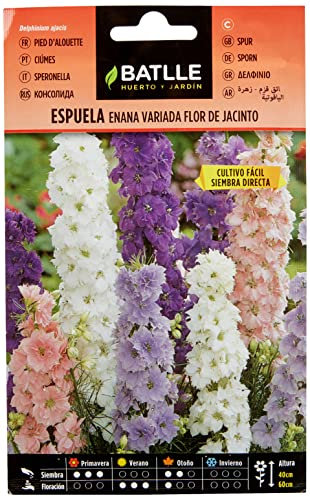 Semillas Batlle Espuela - Enana - Fiore de giacinto