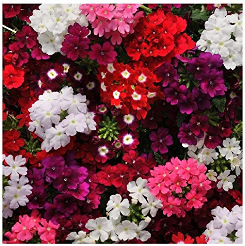 PREMIER SEEDS DIRECT - Trailing Verbena Mix - 420 Seeds - Verbena PENDULA - Annual Flower