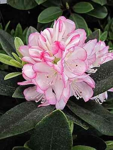 Rhododendron Hybride Picotee - Großblumige Alpenrose 40-50 cm