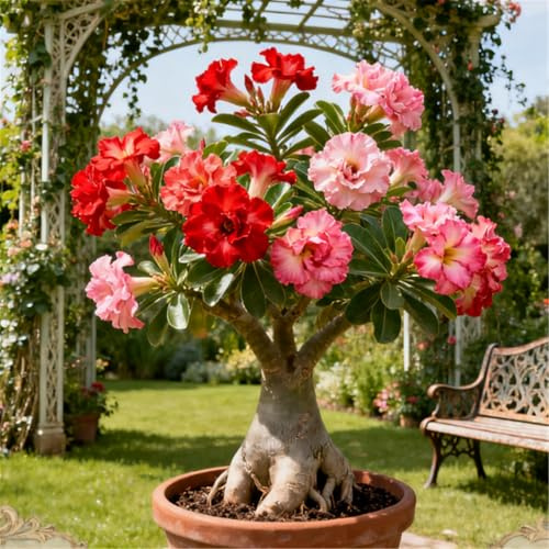 Rosa del deserto a crescita rapida/Tuberi di rosa del deserto rari/resistenti/Perenni resistenti/Bellissima decorazione-1 Rizoma-G