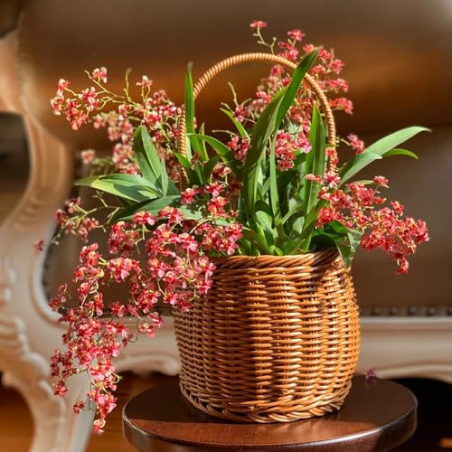 Semi di orchidea Oncidium - decorazione del soggiorno Oncidium hybridum - vecchie varietà semi di orchidea regali per gli amanti del giardino da balcone da giardino 600pcs
