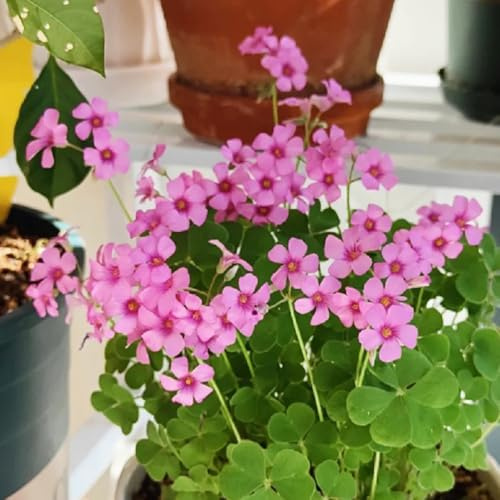 Oxalis - für sonnige plätze blumenzwiebeln wohnzimmer deko gartenpflanzen blumendeko bodendecker frühlingsblüher stauden winterhart mehrjährig steingartenpflanzen winterhart 1Zwiebeln