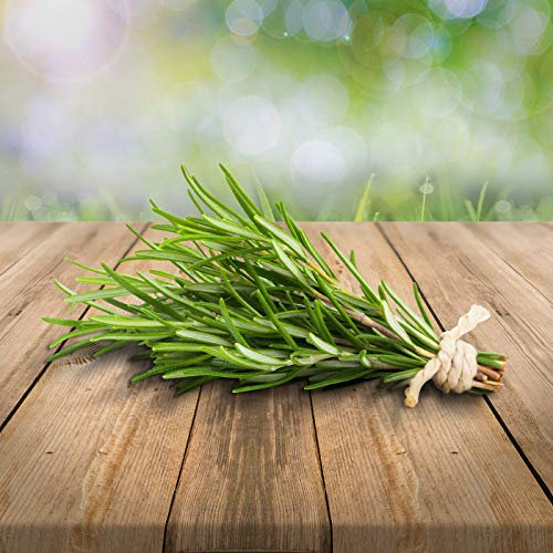 Rosmarin 100 x Samen mehrjährig 100% Natursamen aus Portugal handgepflückt