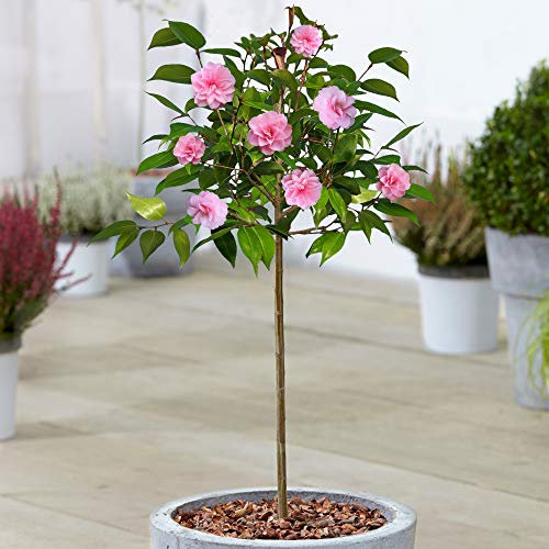 Camellia Spring Festival Tree | Alberi Sempreverdi in Vaso per Piccoli Giardini | Fusto Dritto Standard | Piante Ornamentali da Giardino | 2-3ft (70-80cm (Incluso Vaso))