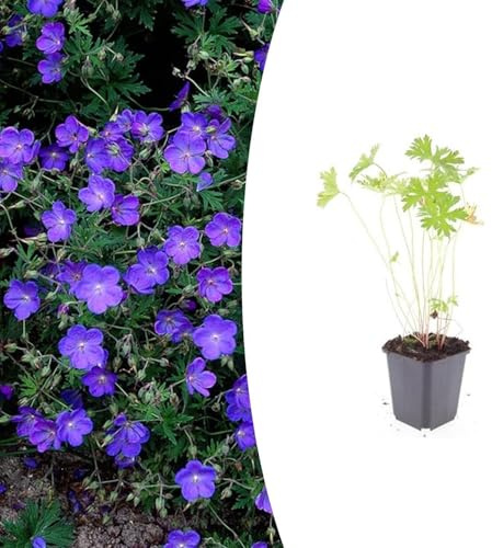 Geranio 'Johnson's Blue' | 12 pezzi - 10-25cm - Ø9cm - Pianta da giardino