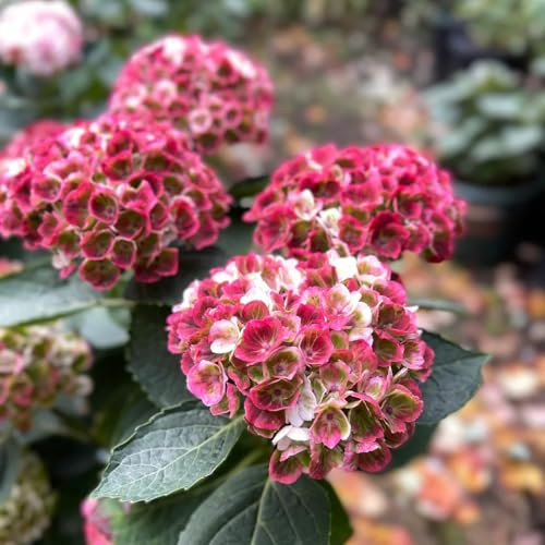 Semi di ortensia - esotiche semi di Le da giardino sono 150pcs