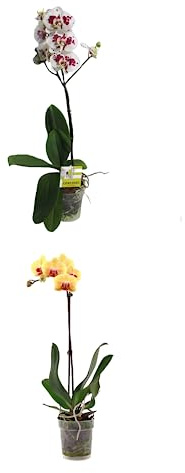 Dos Orquídeas Mariposa Mix de Colores: Plantas Naturales