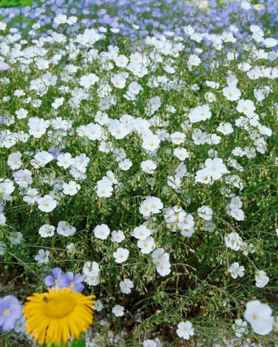 Linum perenne 'Album' 9x9 cm Topf – Winterhart, Mehrjährig, Pflegeleicht – Stauden-Lein – Staude für Steingarten & Beet