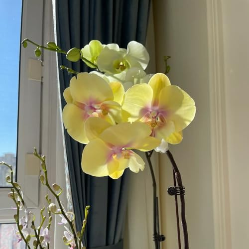 100 piezas Orquídeas de semillas fácil de plantar Plantas de jardín, jardín decorativo. plantas de jardín, plantas de balcón flores para plantar Semillas de plantas, semillas de flores,