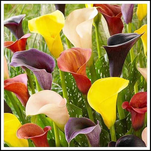 Winterhart pflanzen, Lebende Pflanzen,Mysteriöse magische Glühbirne, Mehrjährige Blumenzwiebel ist winterhart, Blumenzwiebel Mix, Luftreinigung-2 Calla Lilien zwiebeln