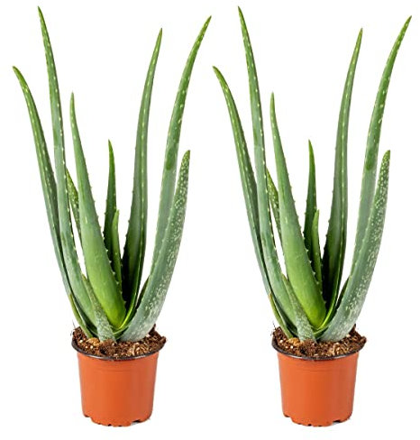 Bloomique - 2er Set - Aloe Vera Pflanze - Zimmerpflanzen - Sukkulenten - Sehr Pflegeleicht - Höhe 35-45 cm - Topf 12 cm