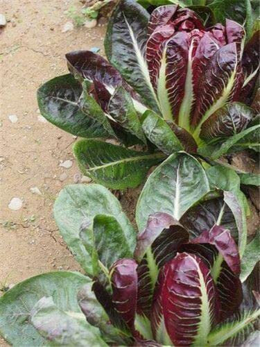 500 Seeds of Italian Chicory, Radicchio Rossa di Treviso, Healthy Veg, Long Season