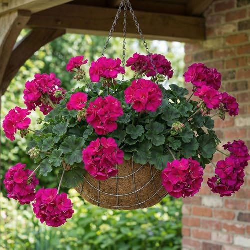 Bedwen Pelargonium 'Castello Lea Violet' Plug Plant x4 – Intense Violet-Purple Zonal Geranium for Patio Pots